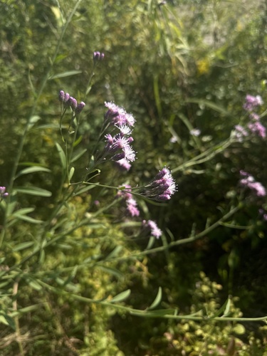 Saussurea japonica iNat (1)