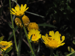 Heteranthemis viscidehirta