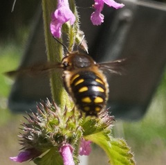 Anthidium septemspinosum