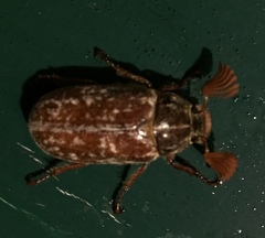 Polyphylla variolosa