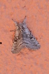 Pseudopanthea palata