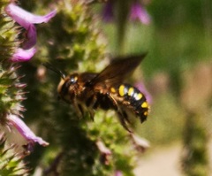 Anthidium septemspinosum