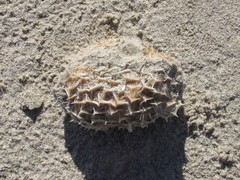 Tetraodontoidei