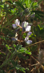 Lupinus palaestinus
