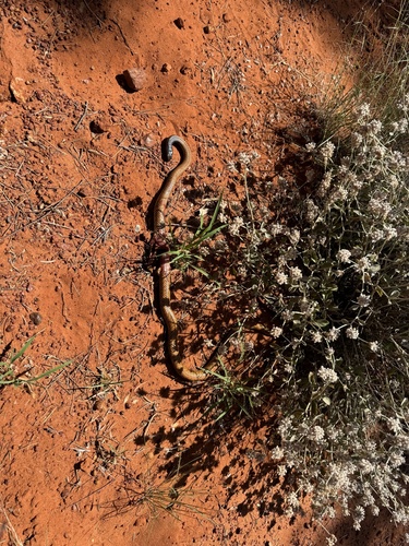 Western Brown Snake