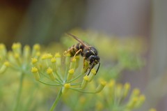 Dolichovespula saxonica