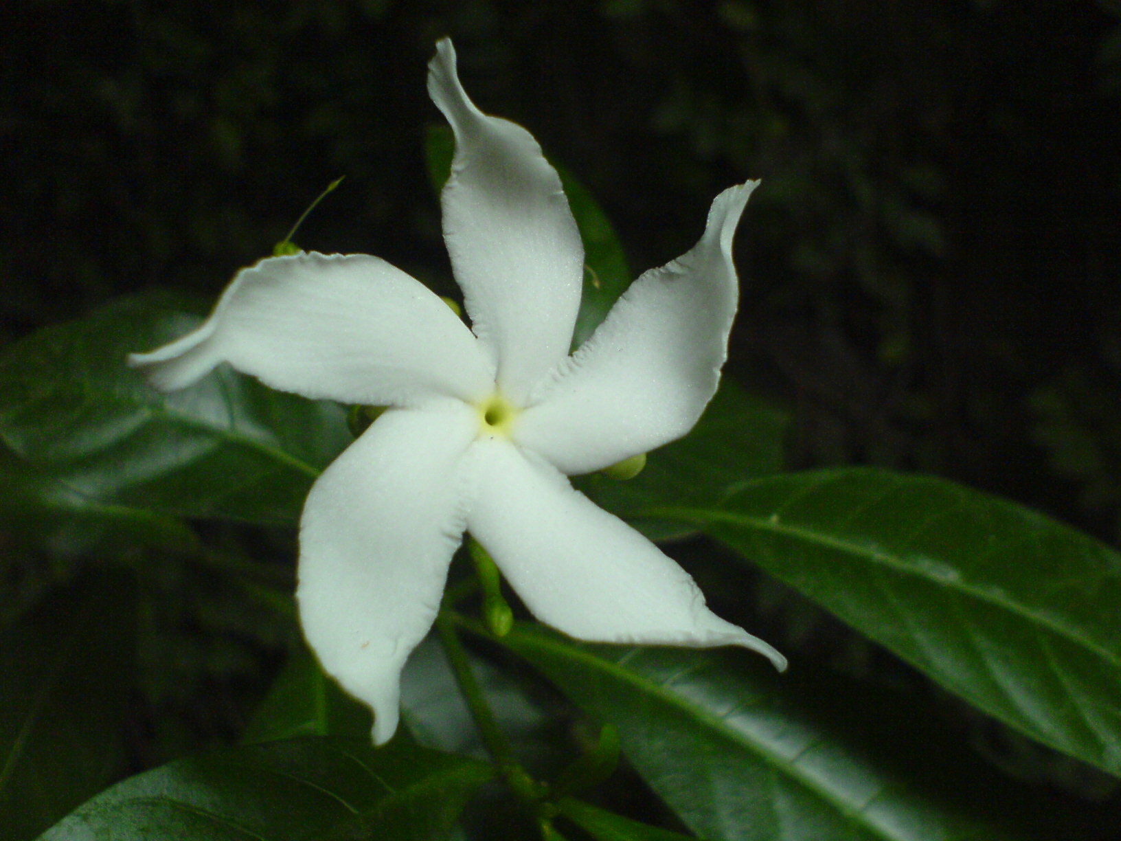 Tabernaemontana divaricata (L.) R.Br. ex Roem. & Schult.