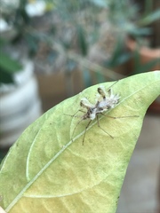 Phyllomorpha laciniata