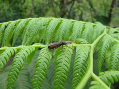 Zelus auralanus