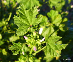 Malva nicaeensis