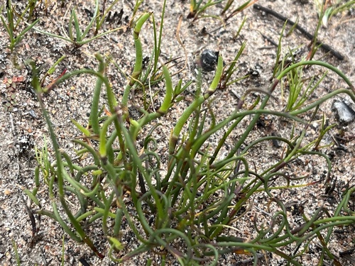 Bushy Pegreed (Restio cincinnatus)