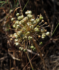 Allium tel-avivense