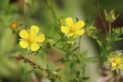 Potentilla intermedia