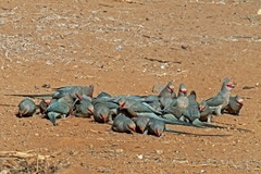 Urocolius indicus transvaalensis