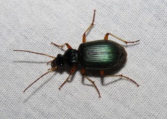 Chlaenius solitarius