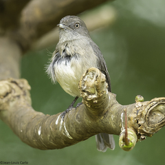 Abyssinian Slaty Flycatcher photo 5