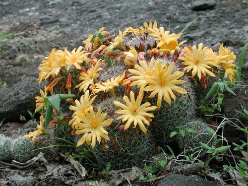 Benecke Fishhook Cactus
