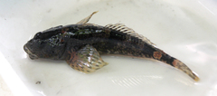 Cottus aleuticus