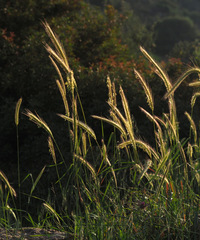 Hordeum bulbosum