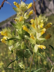 Rhinanthus alectorolophus