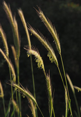 Hordeum bulbosum