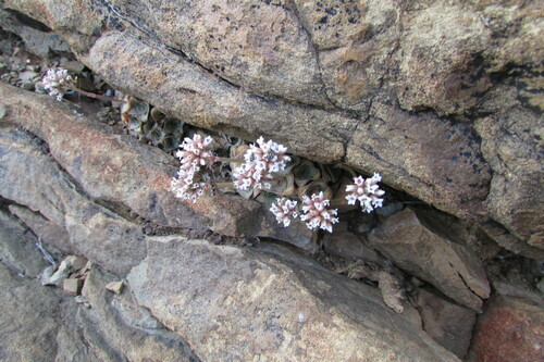Image of Crassula montana by (c) James Deacon, some rights reserved (CC BY-SA)