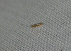 Cameraria conglomeratella