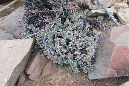 Hereroa joubertii L.Bolus 3