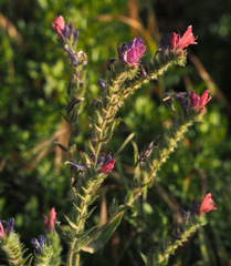Echium judaeum