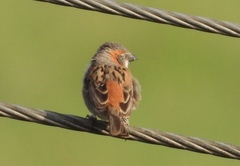 Passer rufocinctus