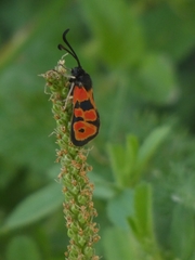 Zygaena hilaris
