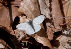 Pieris virginiensis