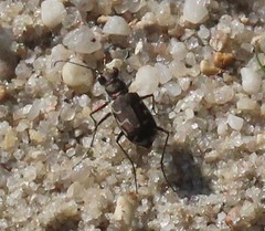 Cicindela repanda repanda