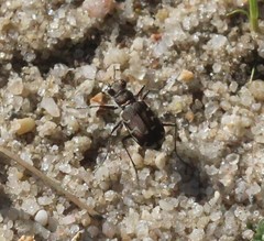 Cicindela repanda repanda