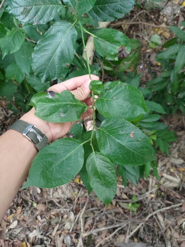 Ehretia resinosa (Ehretia resinosa)