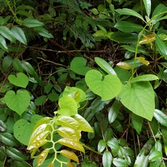 Aristolochia macrophylla