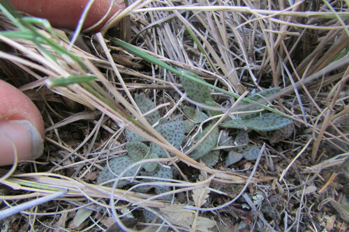 Crassula exilis