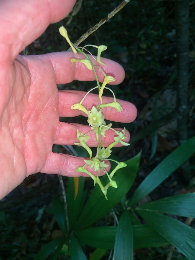 Dendrobium obrienianum Kraenzl.