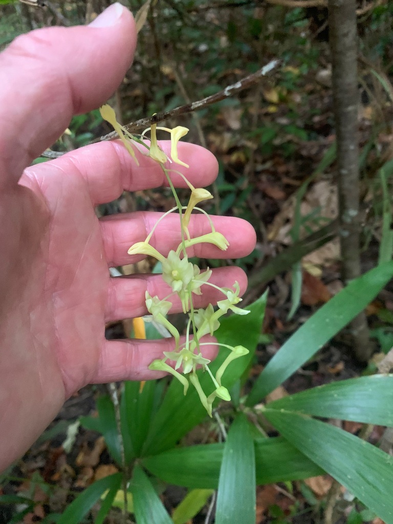 Dendrobium obrienianum Kraenzl. 2