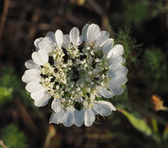 Artedia squamata
