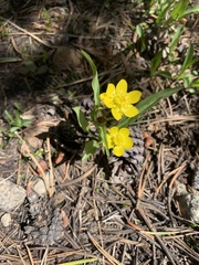Ranunculus alismifolius
