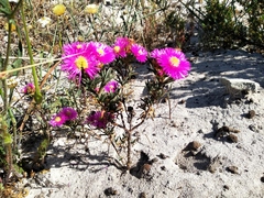 Lampranthus stenopetalus, photograph (c) De Waal Hugo, some rights reserved (CC BY)