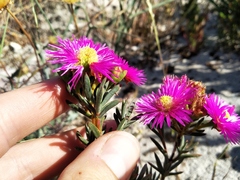 Lampranthus stenopetalus, photograph (c) De Waal Hugo, some rights reserved (CC BY)