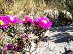 Lampranthus stenopetalus, photograph (c) De Waal Hugo, some rights reserved (CC BY)