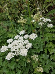 Heracleum sphondylium