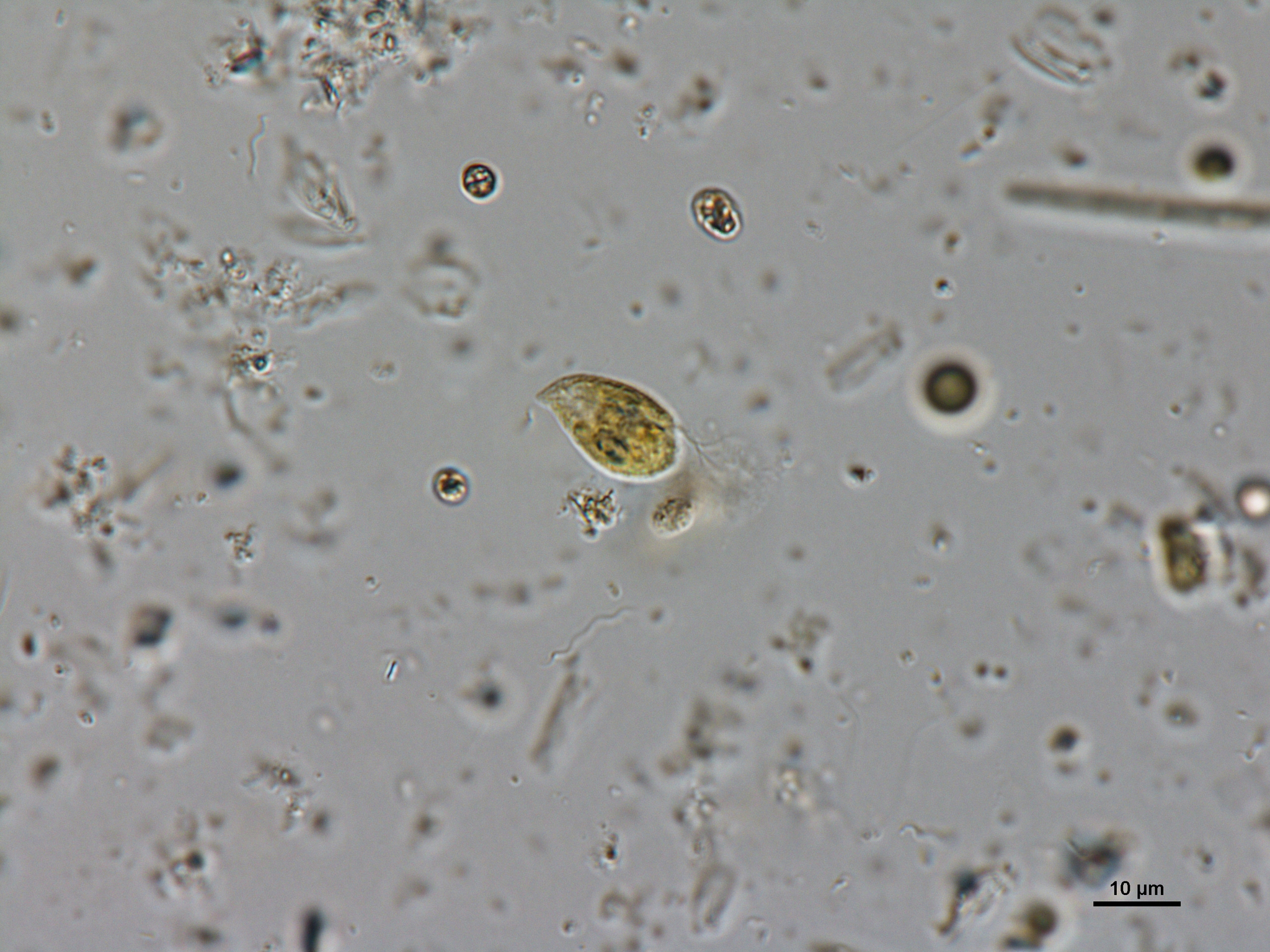 Cryptomonas marssonii · iNaturalist