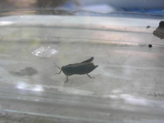 Tettigidea