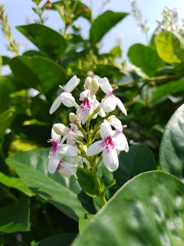 Pseuderanthemum maculatum