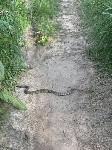 Tiger Snake sighting
