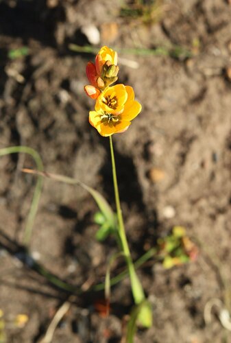 Image of Ixia dubia by (c) Paul Hoekman, some rights reserved (CC BY)